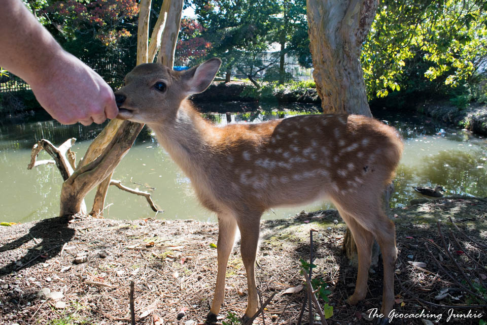 Deer eating my lunch in Nara