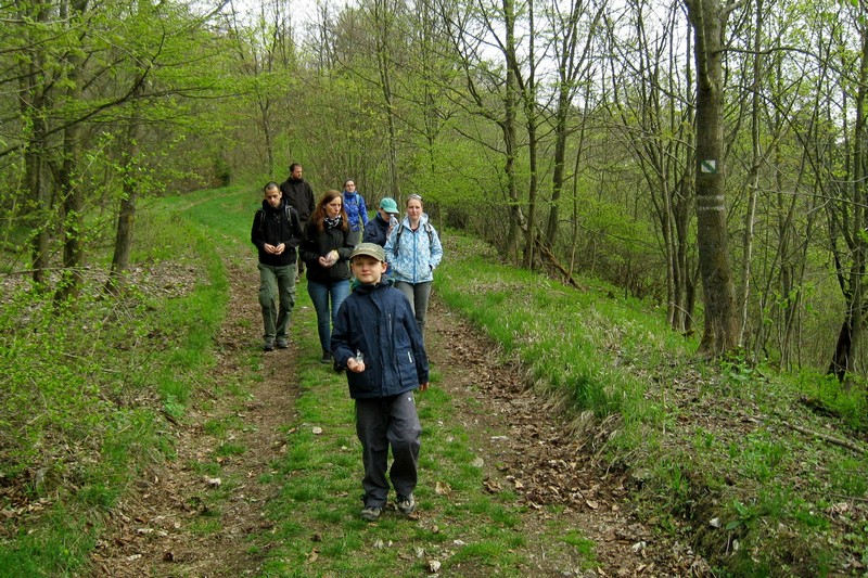 Early spring forest walk